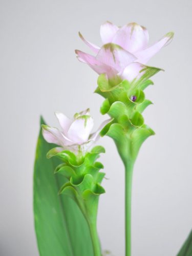 stellamyth202509-kado-tate-39