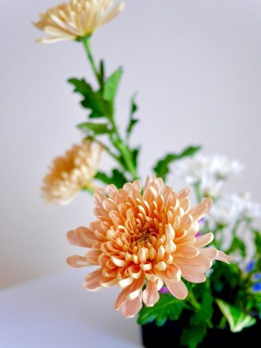 stellamyth202509-kado-tate-43