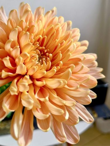 stellamyth202509-kado-tate-47