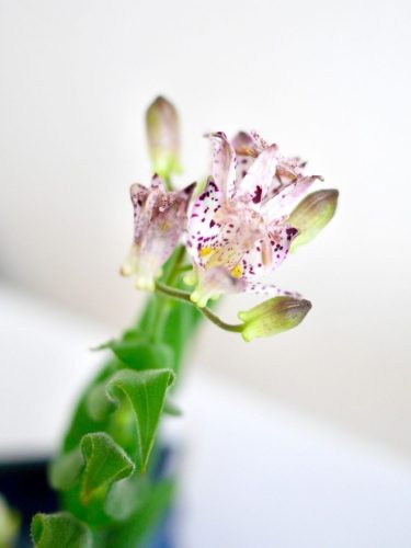 stellamyth202509-kado-tate-52