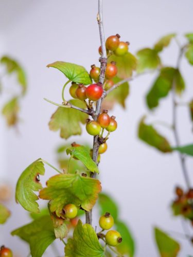 stellamyth20250927-kado-tate-8