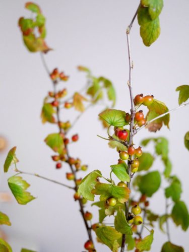 stellamyth20250927-kado-tate-9